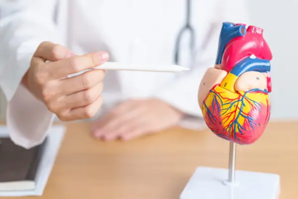 Heart anatomy